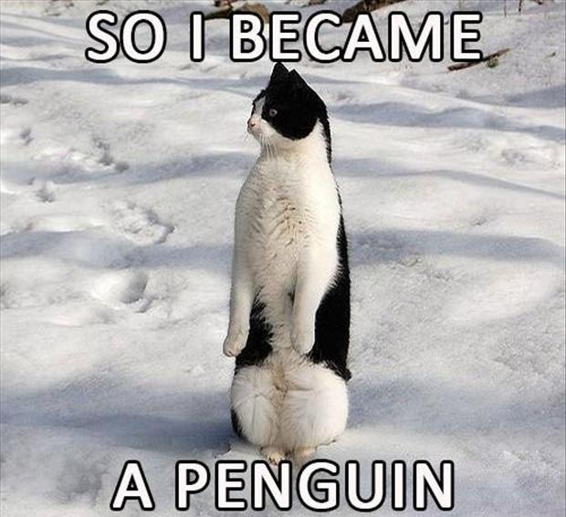 they-said-i-could-be-anything-so-i-became-a-penguin
